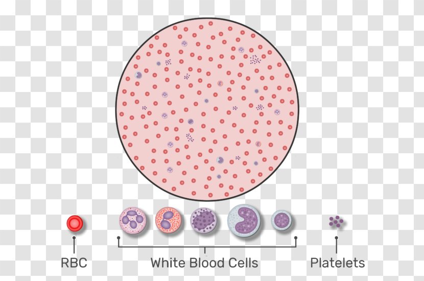 Red Blood Cell Complete Count Platelet White - Sickle Disease - Cells Transparent PNG