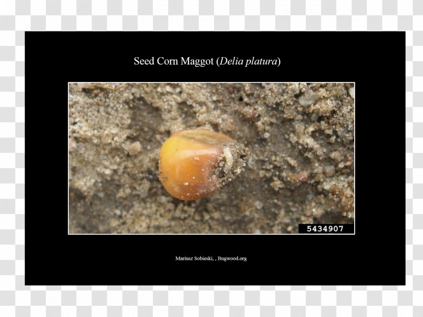 Pest Complex Crop Cutworm Larva - Seed Transparent PNG