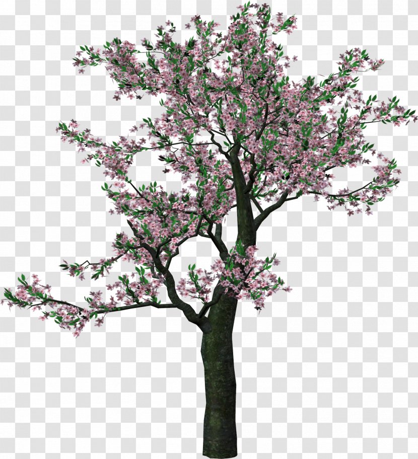 Tree Clip Art - Acer Campestre - Spring Cliparts Transparent PNG