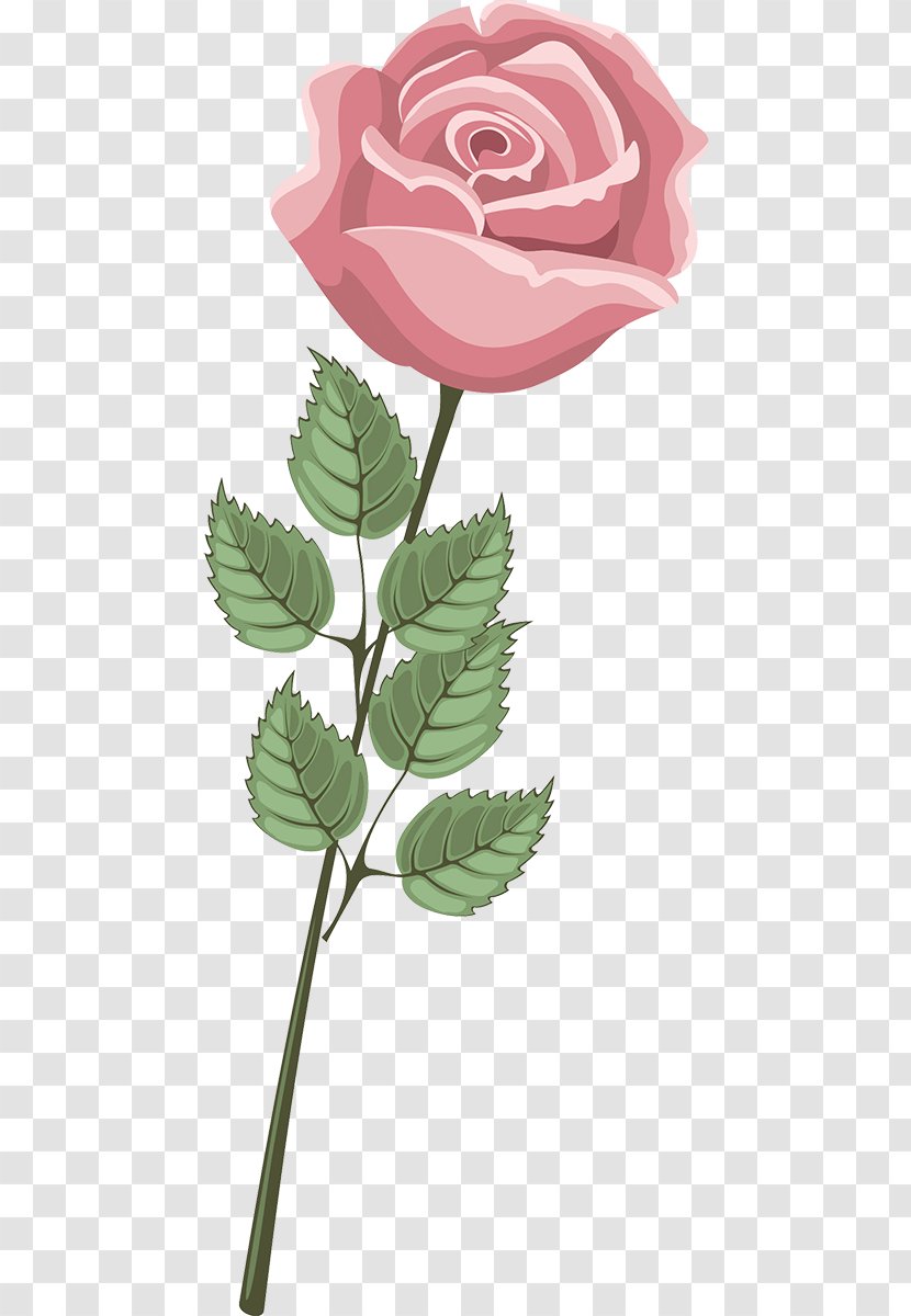 Garden Roses Centifolia Floral Design Petal Leaf - Rose Order Transparent PNG