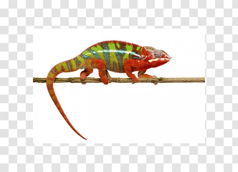 Reptile Ambilobe Panther Chameleon Common Iguanas Colorful Chameleons! - Terrestrial Animal - Lizard Transparent PNG