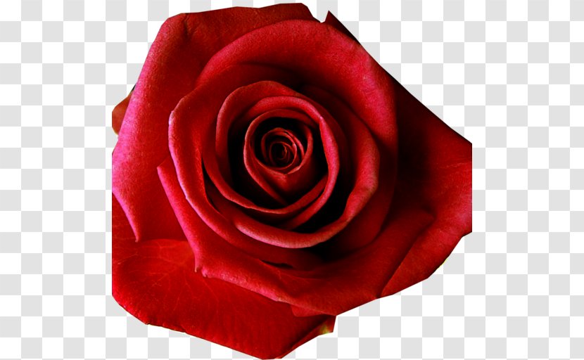 Cut Flowers Red Beach Rose Carnation - Flower Transparent PNG