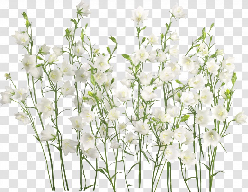 Clip Art - Floral Design - Jasmin Flower Transparent PNG