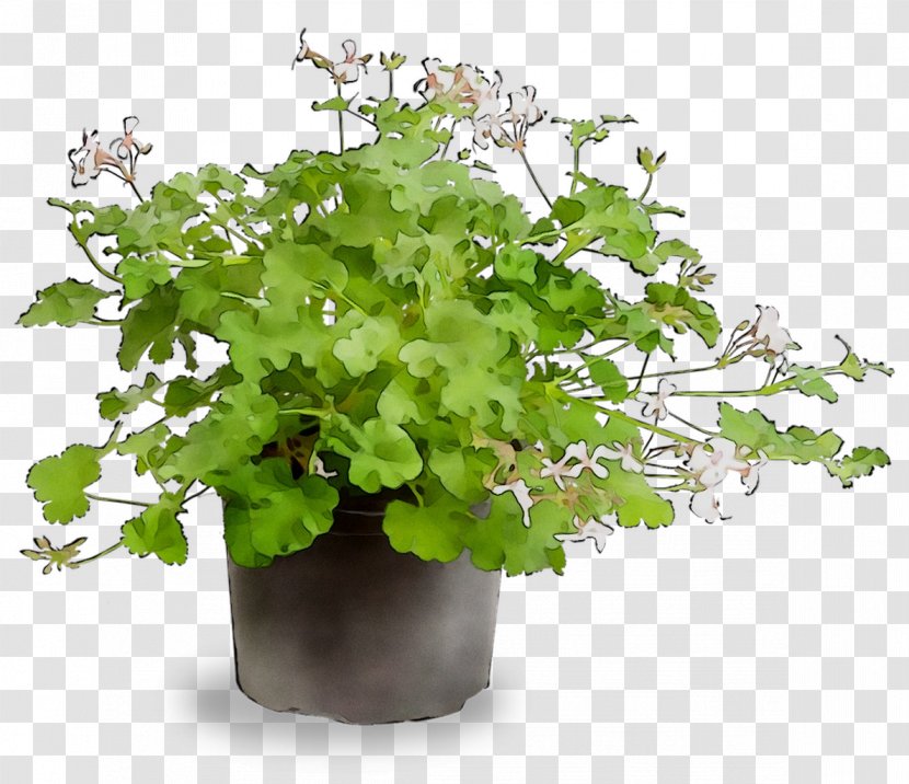 Plants Vascular Plant Viola Cornuta Herb Spice - Leaf - Houseplant Transparent PNG