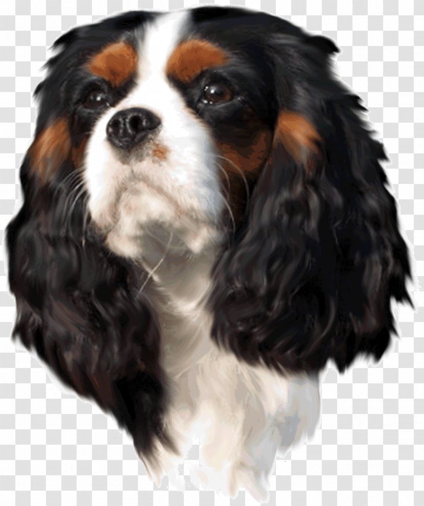 Cavalier King Charles Spaniel Puppy Dog Breed Companion Transparent PNG