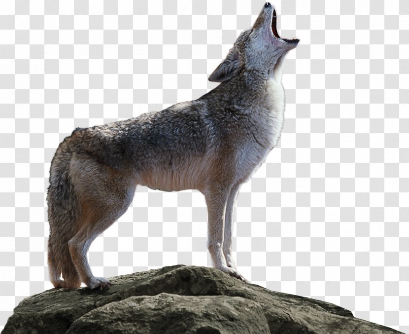 Coyote Kioti Tractor Saarloos Wolfdog Canidae - Animal - Sprin Transparent PNG