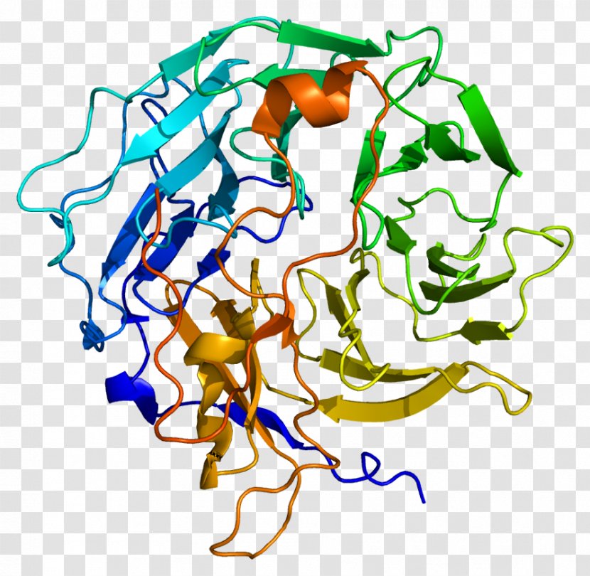 Chitinase Enzyme Lysosome Protein Coronin - Area Transparent PNG