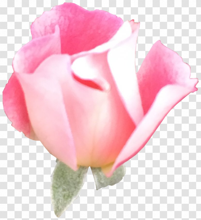 Garden Roses Cabbage Rose Floribunda Cut Flowers Petal - Closeup - Promethean World Transparent PNG