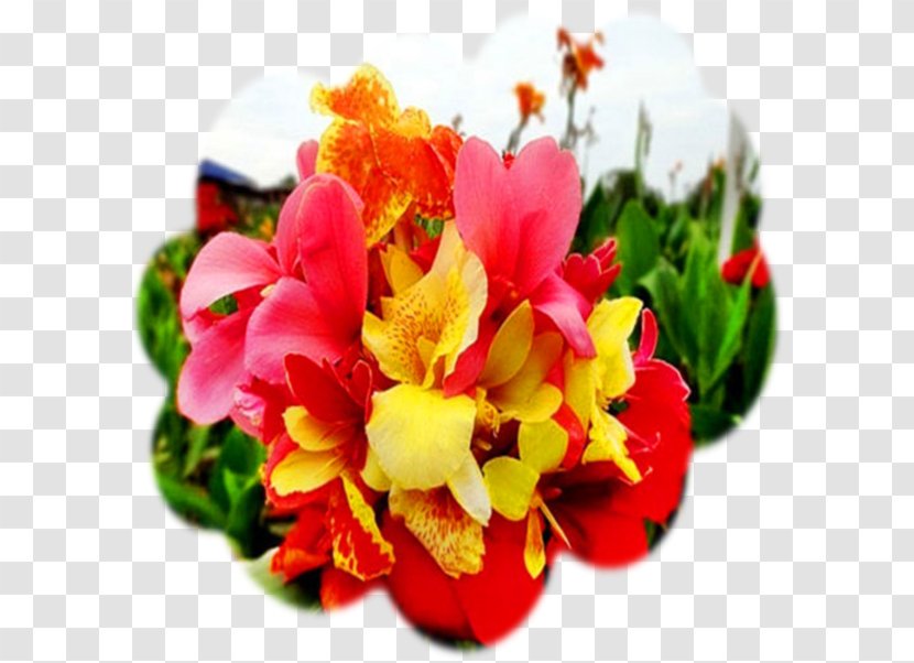 Edible Canna Flowering Plant Seed Petal - Variegation - Flower Transparent PNG