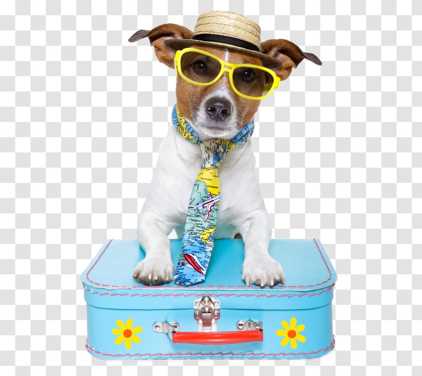Pet Sitting Dog Puppy Travel - Kennel Transparent PNG