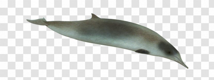 Tucuxi Common Bottlenose Dolphin Porpoise Northern Whale Transparent PNG