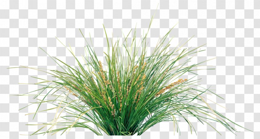 Lomandra Longifolia Native Plant Garden - Grass Family Transparent PNG