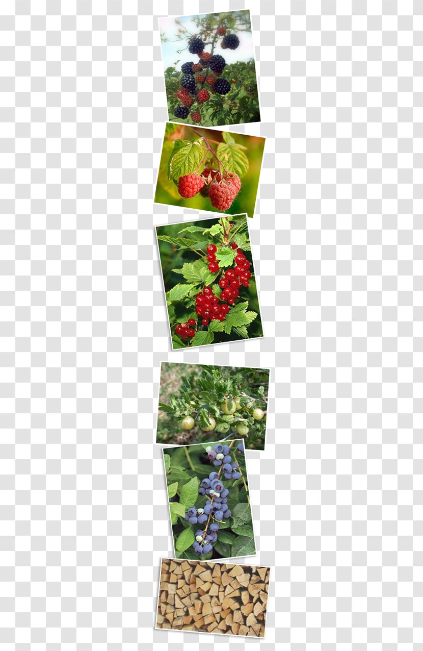 Highbush Blueberry Bilberry Auglis Red Raspberry - Woodland - Frutti Di Bosco Transparent PNG