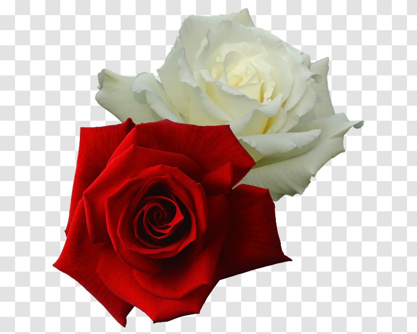 Garden Roses White Rose Of York Red Damask - Cut Flowers - 玫瑰 Transparent PNG