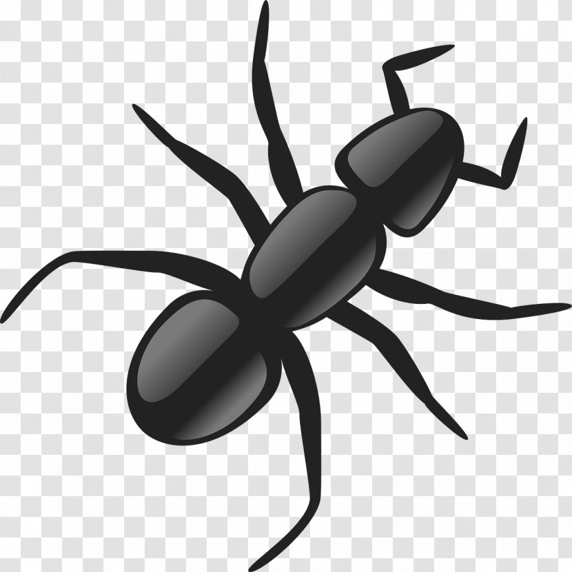 Ant Clip Art - Pollinator - Black Ants Transparent PNG
