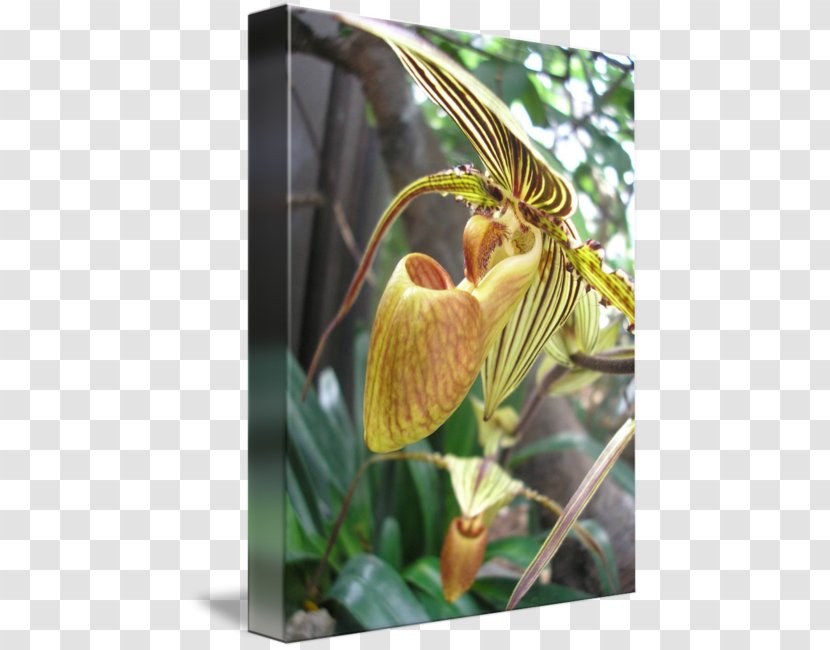 Flowering Plant Stem - Flora - Tiger Stripes Transparent PNG