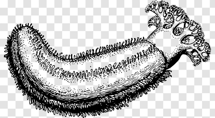 Sea Cucumber Drawing Clip Art - Sketch Transparent PNG