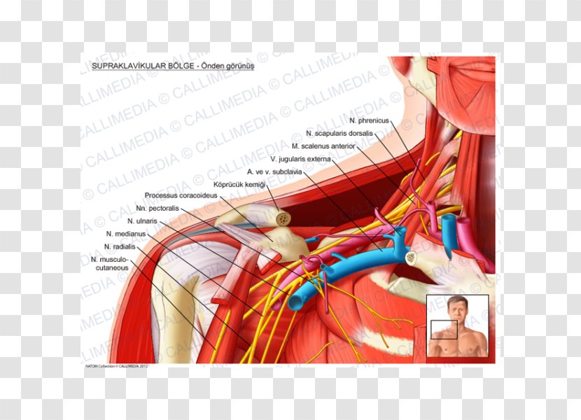 Supraclavicular Fossa Lymph Nodes Anatomy Nerves Infraclavicular - Cartoon - Posterior Scalene Transparent PNG