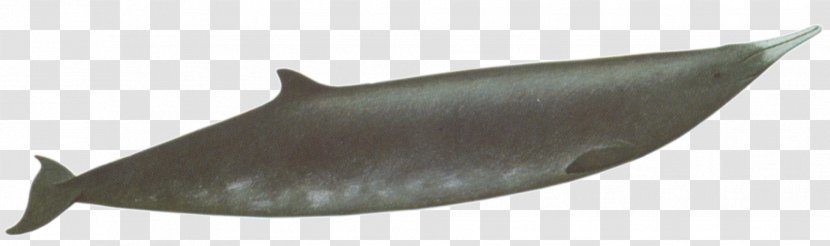 Porpoise Marine Mammal Cetacea Dolphin Fish - Whale Transparent PNG