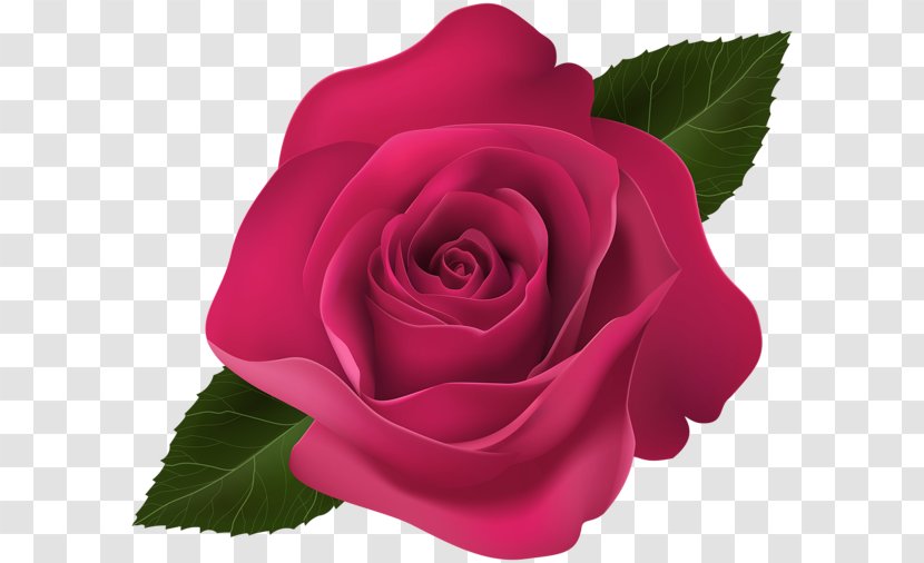 Garden Roses Clip Art - Flowering Plant - Pink Poppy Transparent PNG