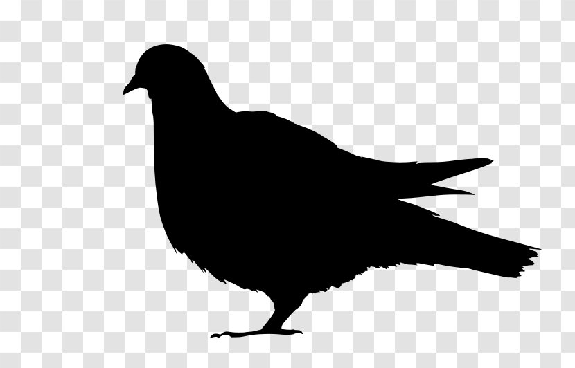 Columbidae Fancy Pigeon Fantail Bird Indian - Typical Pigeons Transparent PNG