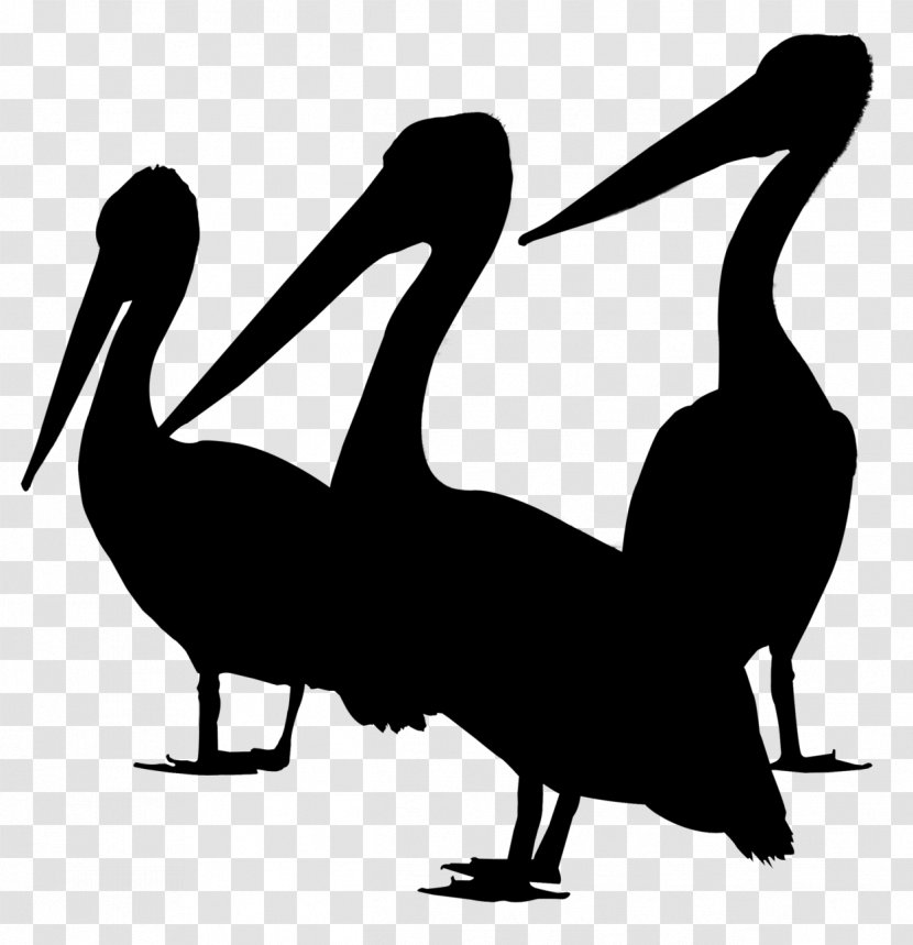Duck Bird Gulls Goose Brown Pelican - Pelecaniformes Transparent PNG