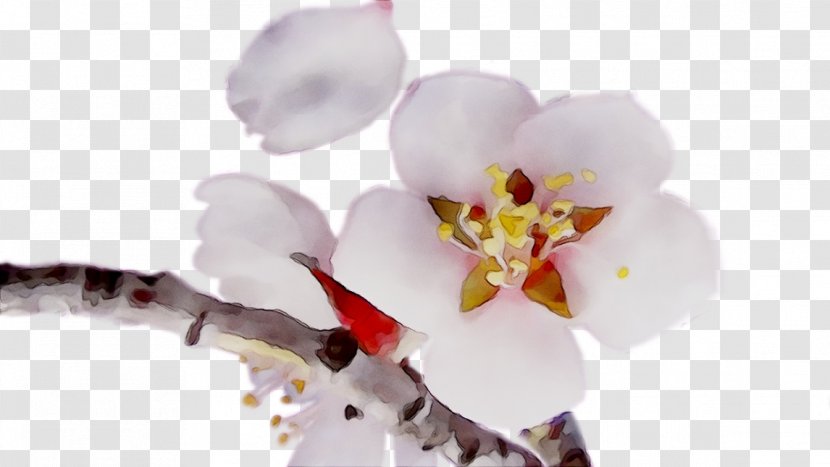Moth Orchids ST.AU.150 MIN.V.UNC.NR AD Cherry Blossom Cut Flowers Transparent PNG