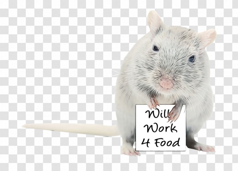 Hamster - Degu - Fare Transparent PNG