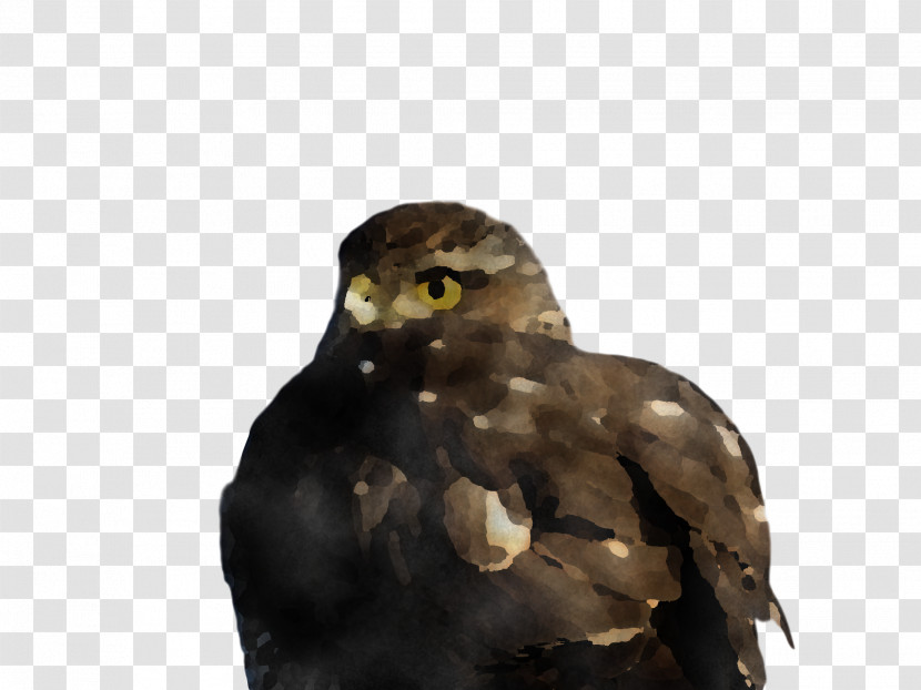 Common Buzzard Buzzard Hawk Owl M Beak Transparent PNG