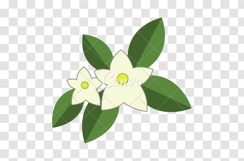Arabian Jasmine Flower - Leaf Transparent PNG