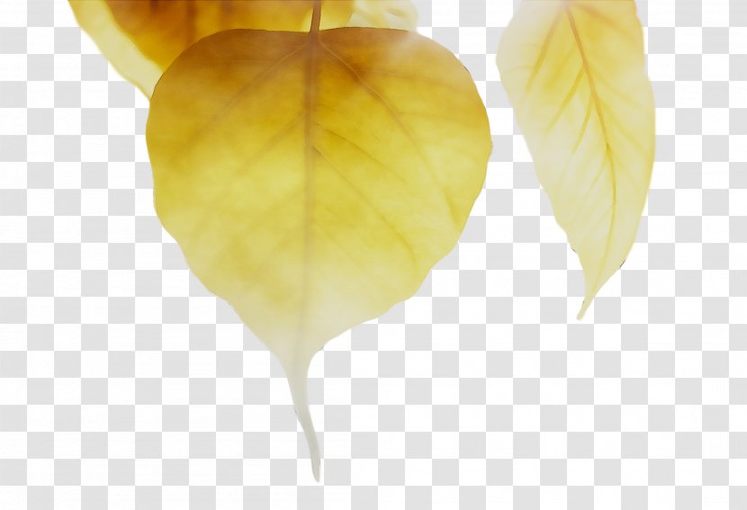 Leaf - Feather - Yellow Transparent PNG