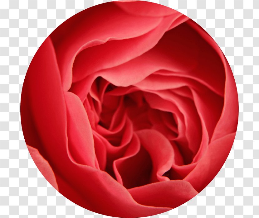 Garden Roses 3SBio Inc. Cabbage Rose Exenatide Glucagon-like Peptide-1 Receptor Agonist - Peach - Lithospermum Transparent PNG