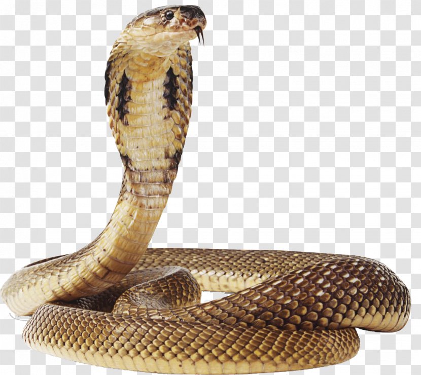 Snake Green Anaconda - Reptile - Image Transparent PNG