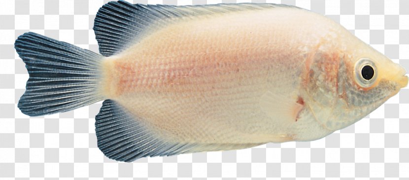 Tilapia Ornamental Fish Tropical - Tail - Nine Transparent PNG