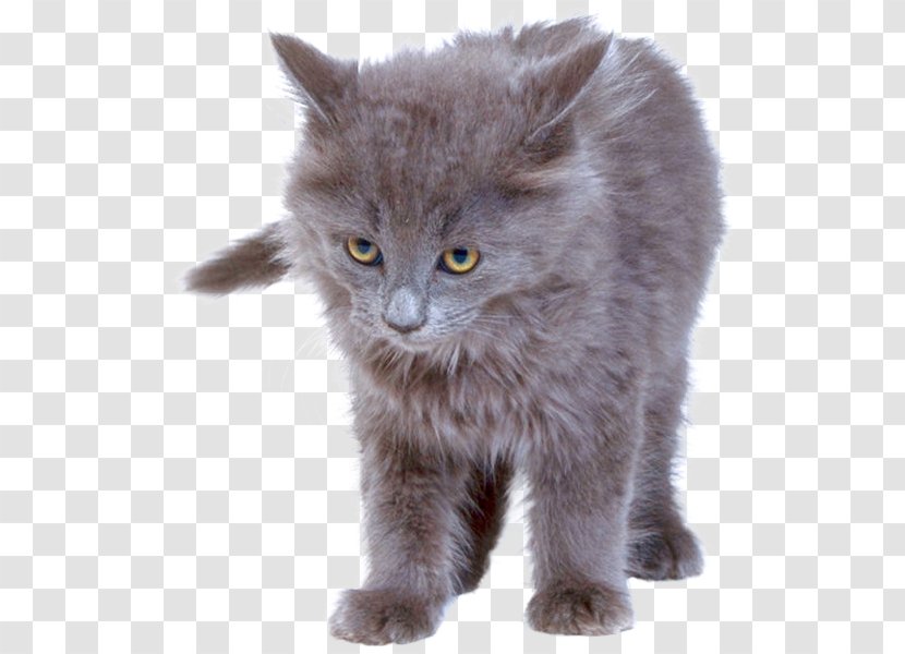 Kitten British Semi-longhair Nebelung Whiskers Chartreux - Domestic Long Haired Cat Transparent PNG