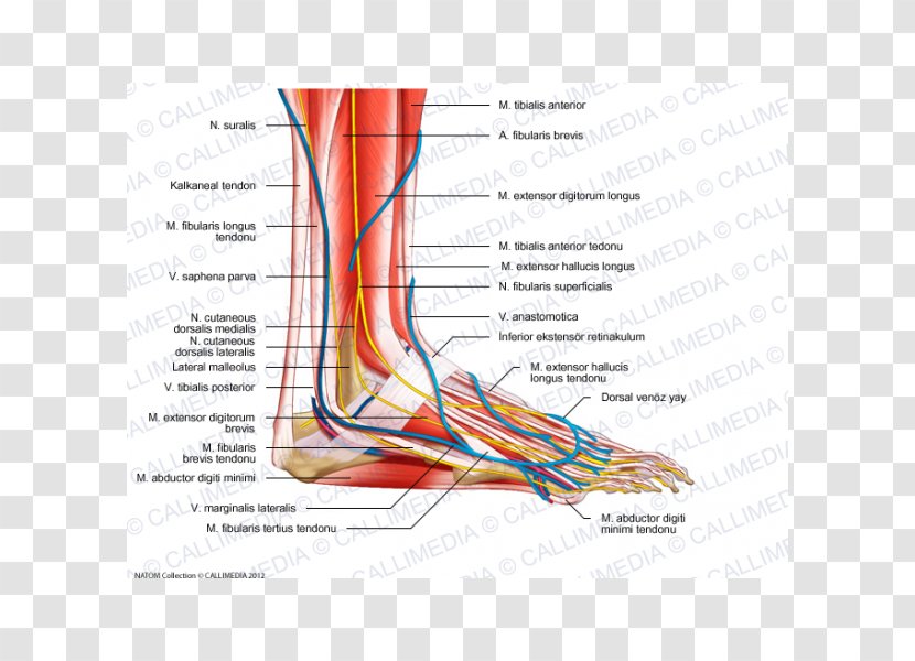 Foot Nerve Human Anatomy Muscle - Heart - Chinese Arch Transparent PNG