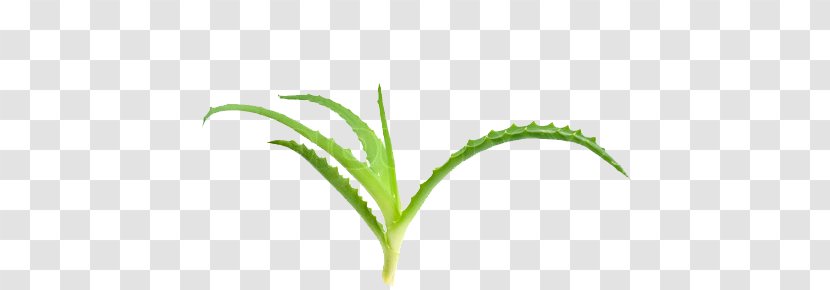Aloe Vera Plant Stem Medicinal Plants Stock Photography - Organism Transparent PNG