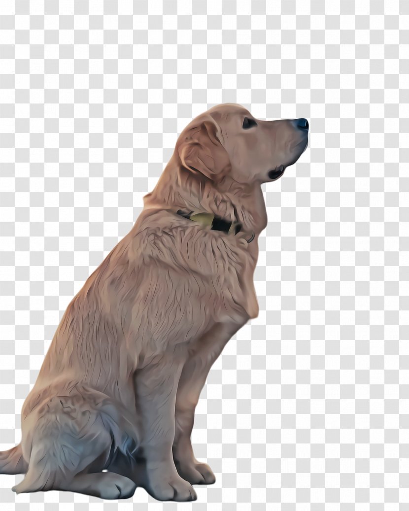 Golden Retriever Background - Dog - Ancient Breeds Flatcoated Transparent PNG