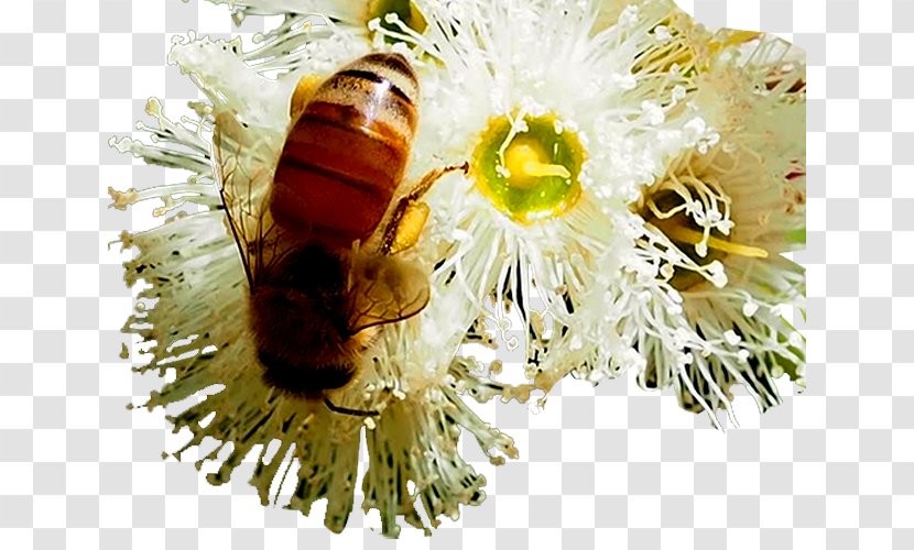 Honey Bee Jarrah Eucalyptus - Membrane Winged Insect - Flowers Transparent PNG