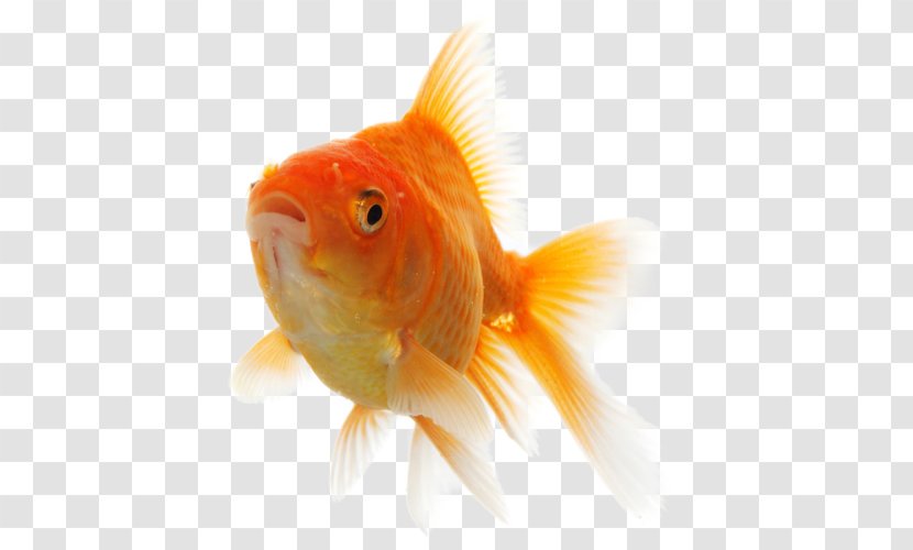 Goldfish Feeder Fish - Organism Transparent PNG