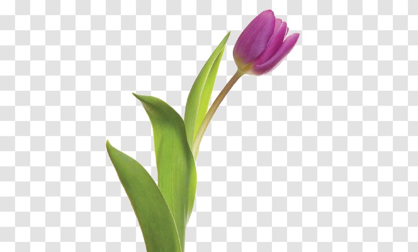 Tulip Cut Flowers Plant Stem - Bud Transparent PNG