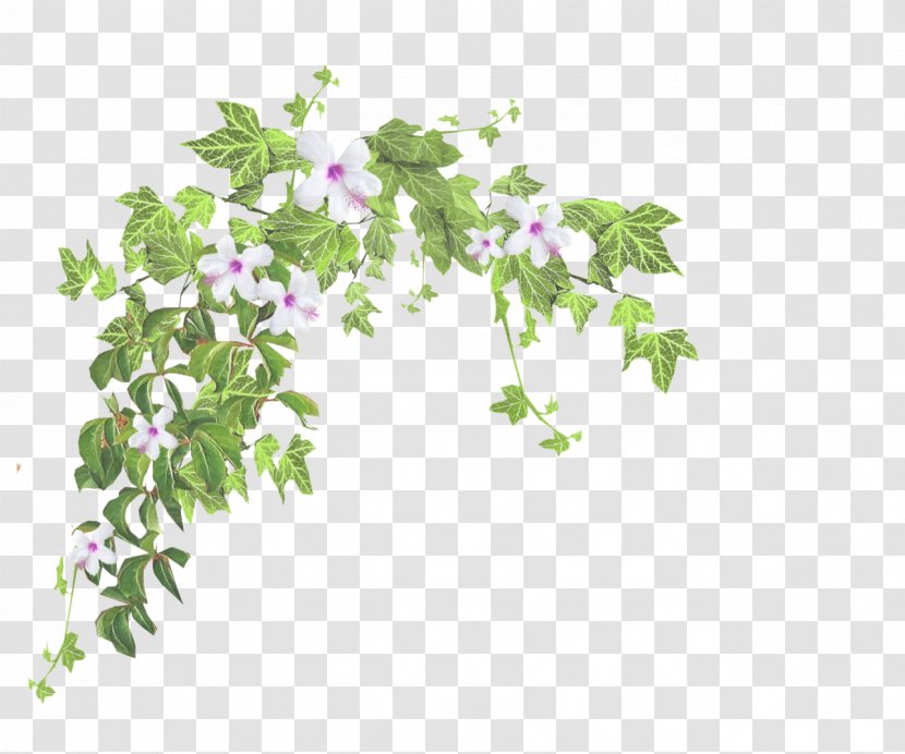 Ivy - Herb - Family Transparent PNG