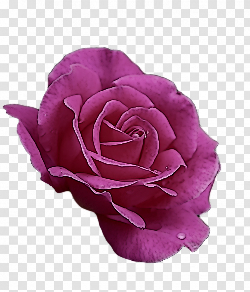 Garden Roses Transparent PNG