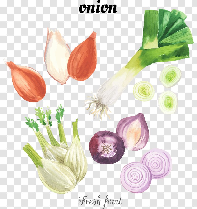 Shallots Vector Graphics Watercolor Painting Stock Photography Royalty-free - Botany - Bcc950 Transparent PNG