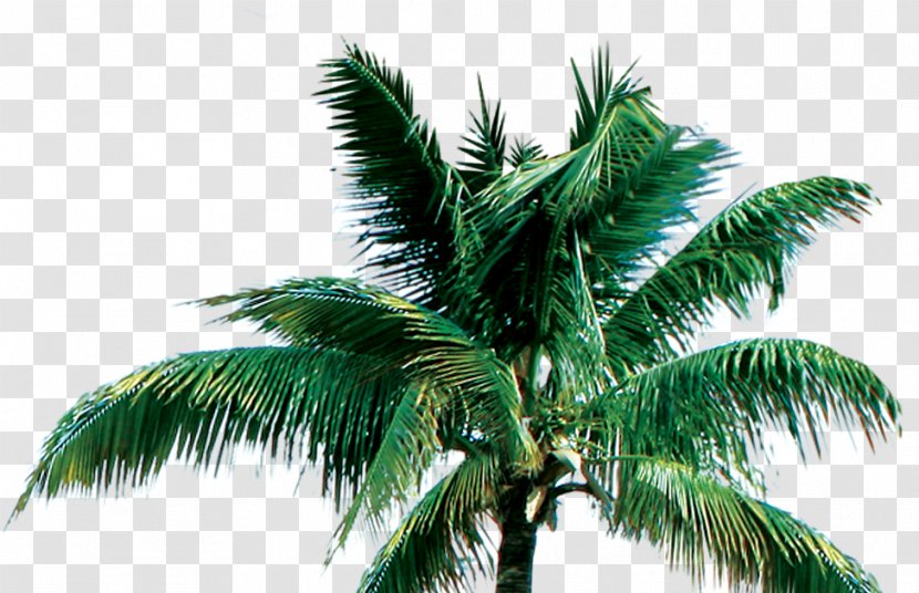 Tree Coconut Arecaceae - Pine Transparent PNG