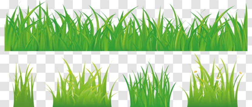 Royalty-free Stock Photography Illustration - Drawing - Lush Green Grass Transparent PNG