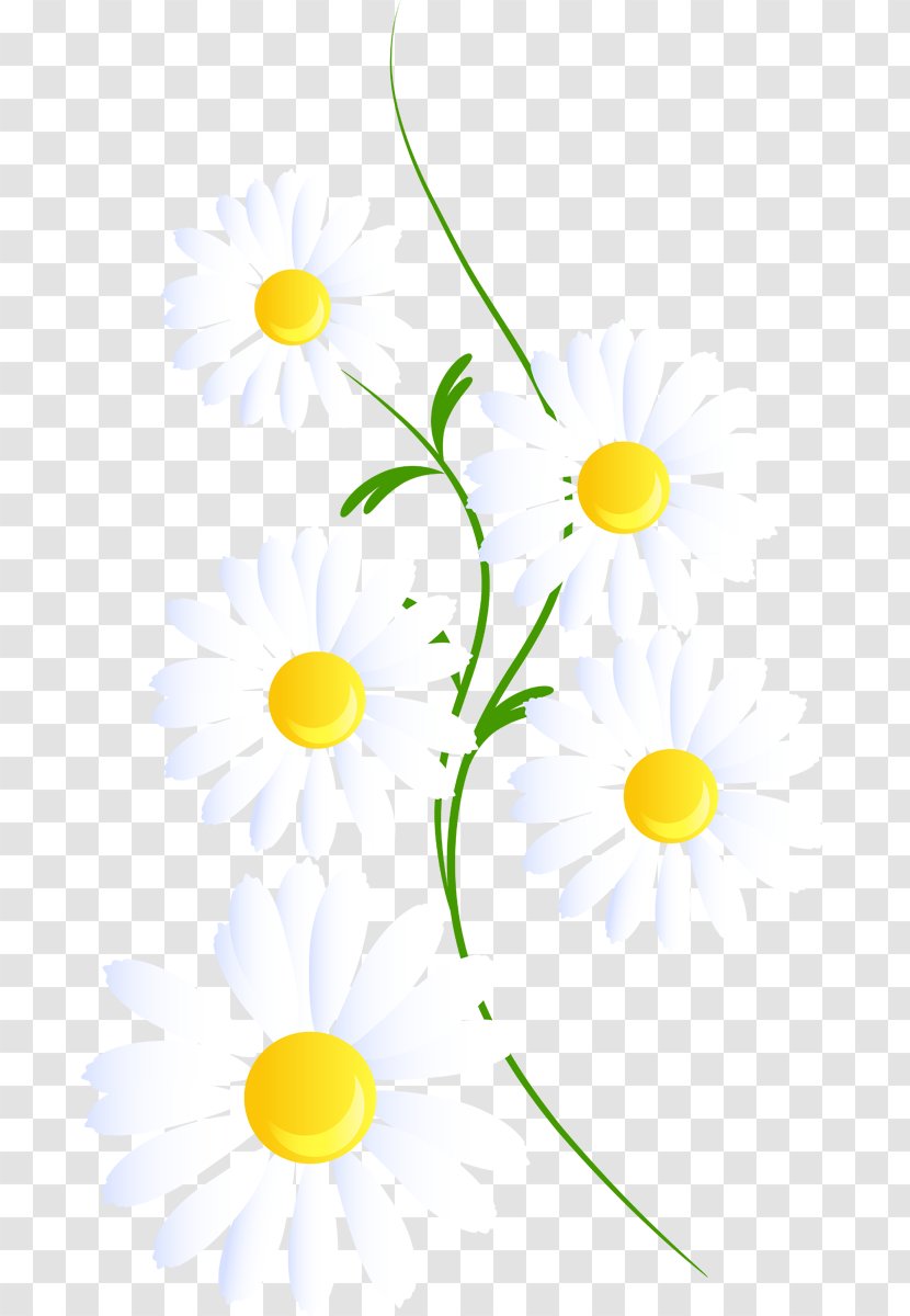 Clip Art Common Daisy Borders And Frames Desktop Wallpaper - Camomille Streamer Transparent PNG