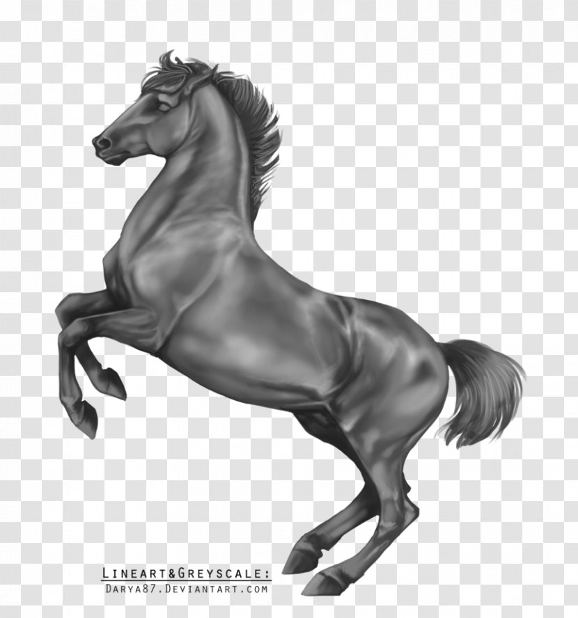 Lipizzan Stallion Arabian Horse Grayscale Black And White - Mustang - Pony Transparent PNG