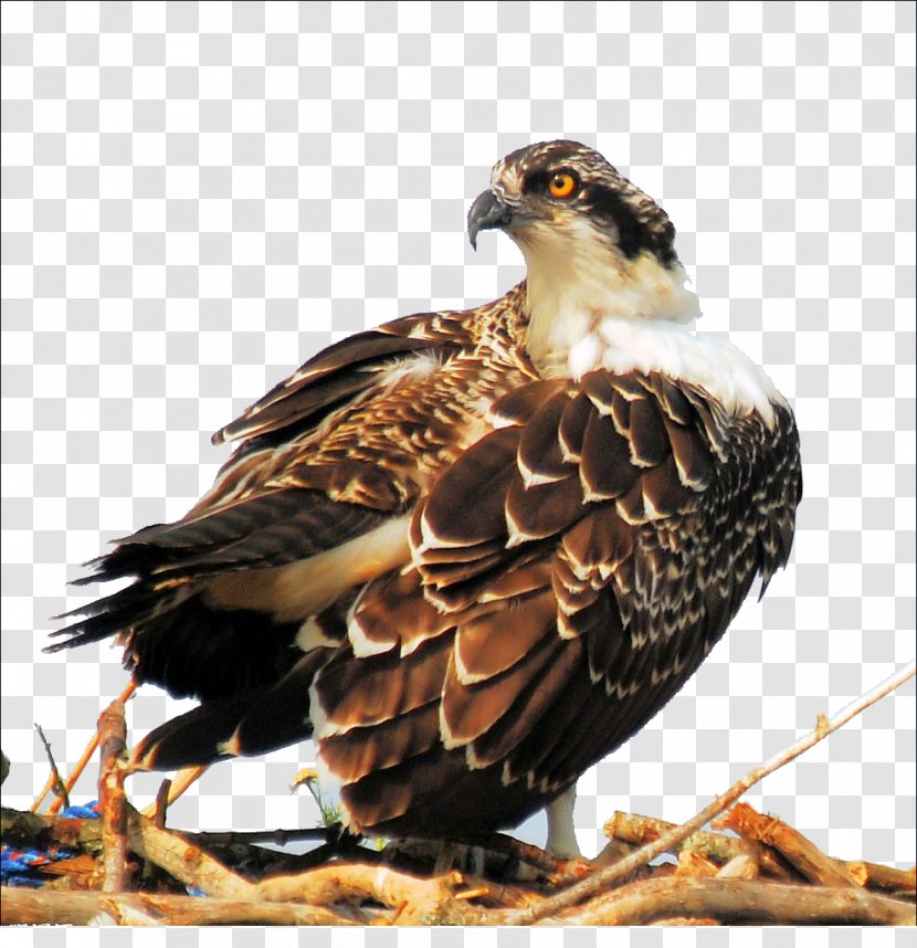 Bird Eagle Hawk Computer File - Gratis Transparent PNG