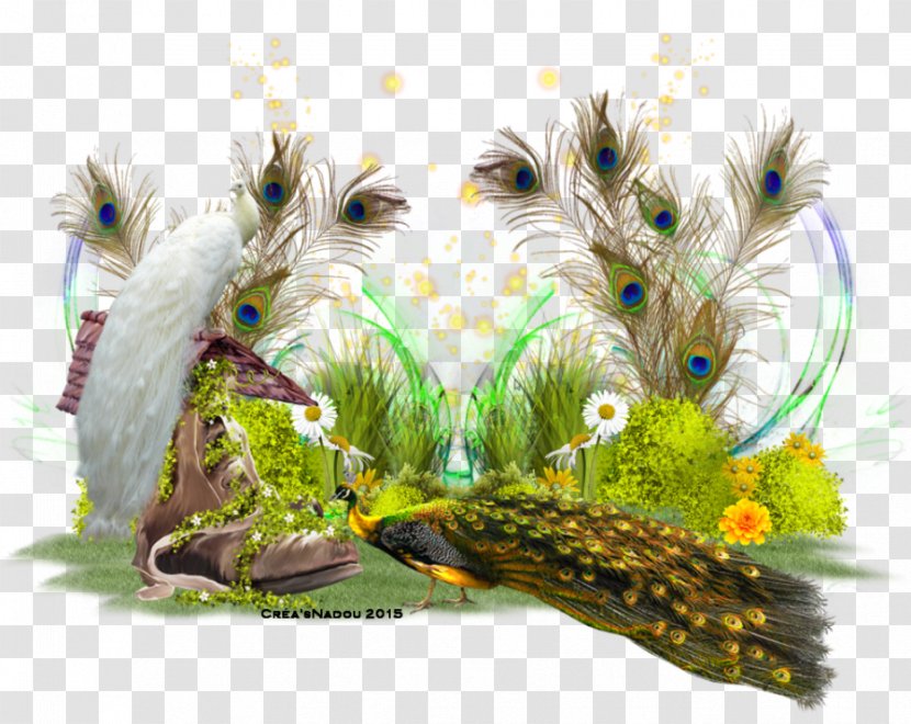 Bird Feather Beak Fauna Animal - Living Room - Passion Transparent PNG